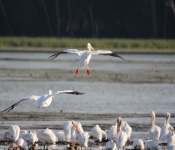 MNRiverPelicans 2014 09 049